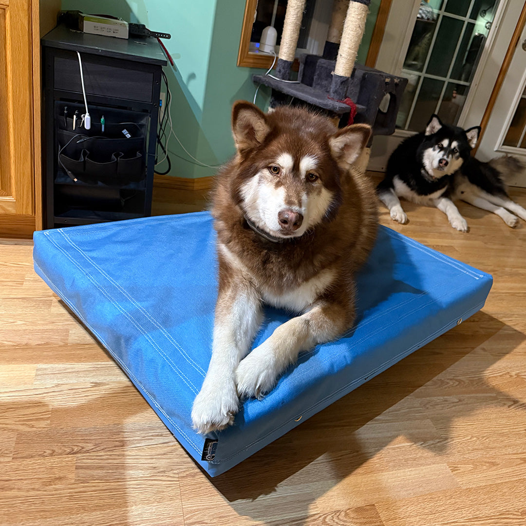 Crazy Dog Beds